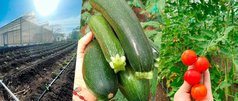 Banner-Campo-Panamá
